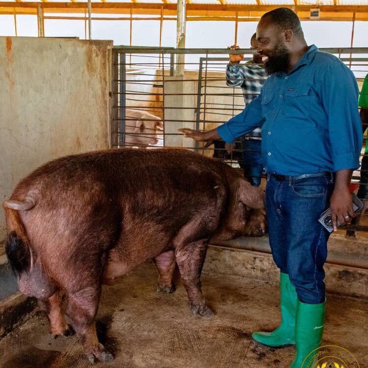 Dr. Peter Boamah Otokunor Director of the Presidential Initiative on Agriculture and Agribusiness at Bouna Farms 1 edited