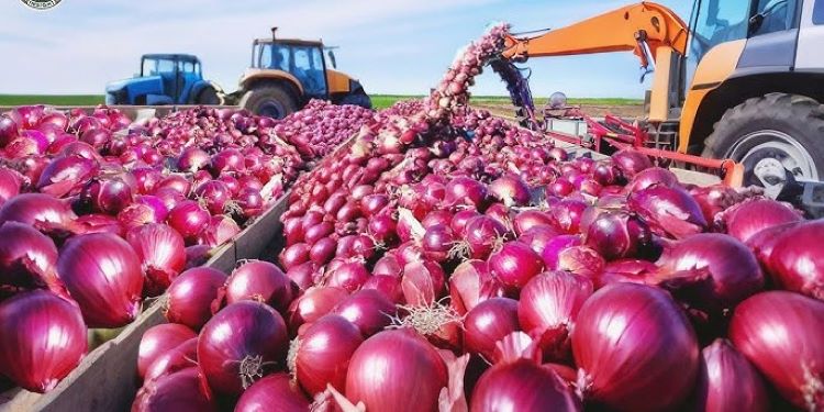 Urgent Peace Brokered in Three-Nation Onion Trade Impasse 1 Onions