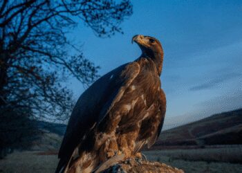 A Golden Eagle