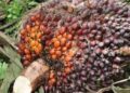 Fresh Fruit Bunches (FFB) of Oil Palm