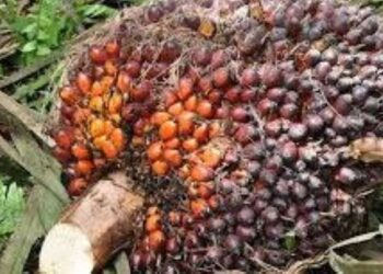 Fresh Fruit Bunches (FFB) of Oil Palm