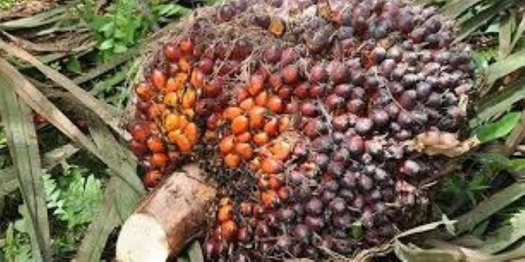 Fresh Fruit Bunches (FFB) of Oil Palm