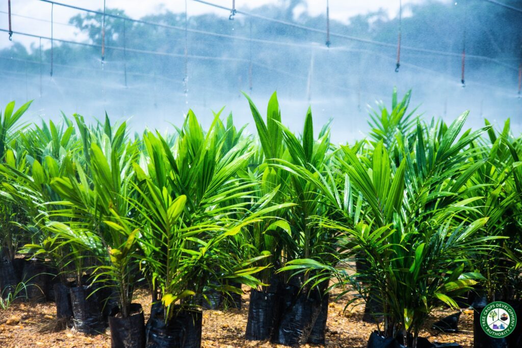 Oil Palm