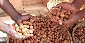 New Ghana-Russia MoU to Capture Value in $5.5 Billion Global Shea Market 2 Shea Nuts