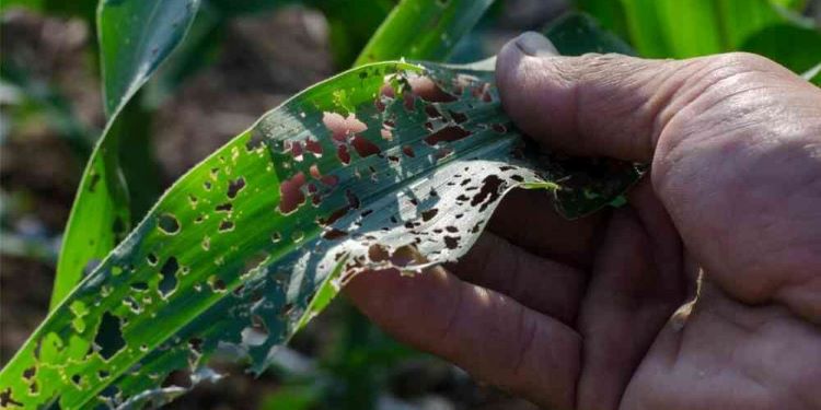 West Africa to Enforce Phytosanitary Defenses Against US$7 Billion Invasive Pests Drain 1 Crop Damage Inflicted by Invasive Agricultural Pathogens