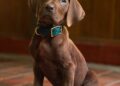 Netflix Unveils Real Dog as Scooby-Doo in Groundbreaking Live-Action Series 2 Scooby-Doo, Live