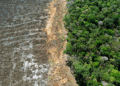 UK Steps Up Fight Against Illegal Deforestation 9 deforest 1