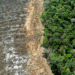 UK Steps Up Fight Against Illegal Deforestation 15 deforest 1