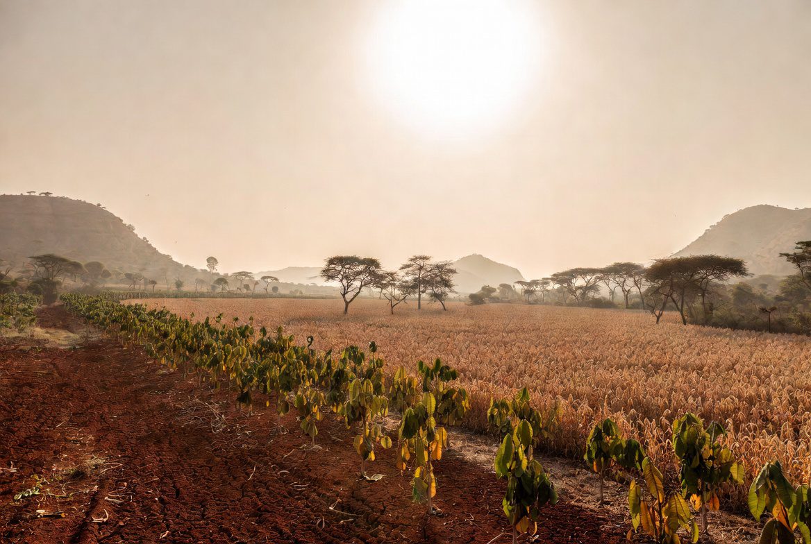El Niño Risks Undermining Ghana’s Agricultural Outlook