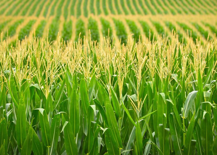 Maize Farm