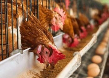 ADB’s Credit Facility Will Boost Local Production – Says Enthused Poultry Farmers 1 ADB’s Credit Facility Will Boost Local Production – Says Enthused Poultry Farmers