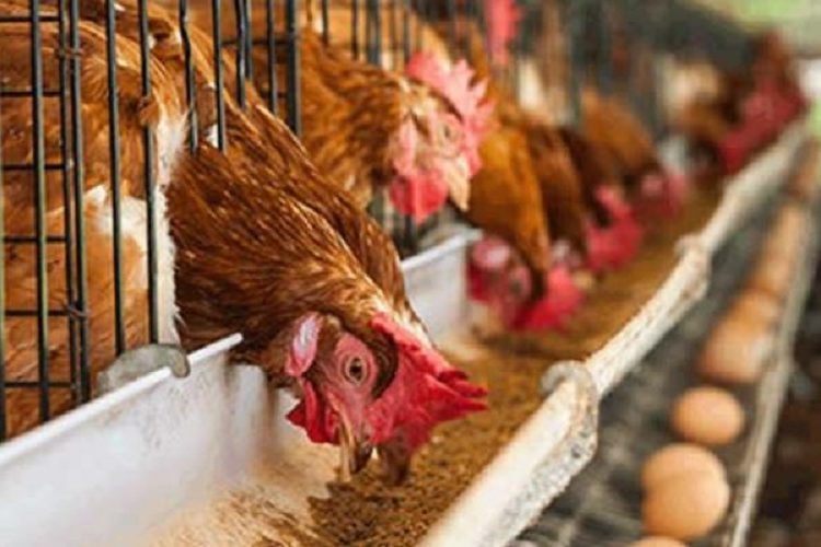 GAPFA poultry