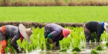 Rice farmers 1