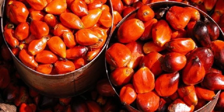 palmnuts