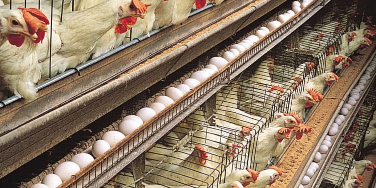 Poultry Farmers Call On Hotels And Restaurants To Patronize Local Poultry 1 14da1bf4 185f 4d11 ab56 1a1a75c48476
