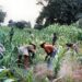 Peasant Farmers Call For Inclusion In Stimulus Package Disbursement 12 Peasant farmers at work1
