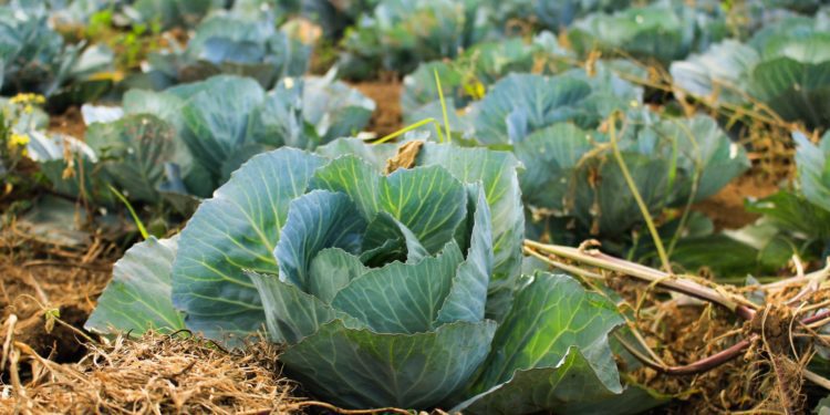Agriculture, the panacea for Ghana’s post-COVID economic recovery? 1 Photo @arnaldoaldana unsplash