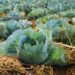 Agriculture, the panacea for Ghana’s post-COVID economic recovery? 11 Photo @arnaldoaldana unsplash