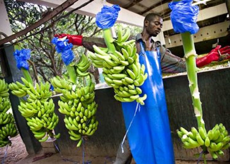 Declined Demand And Prices Affecting Us - Pineapple & Banana Exporters Complain 1 banana production1