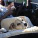 ODD NEWS: Can Pets test positive for Coronavirus? 11 buddy