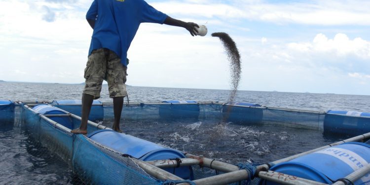MoFAD Discloses That Ghana Now Has Over 4,000 Fish Ponds and 10,000 Cages 1 A man feeding fishes