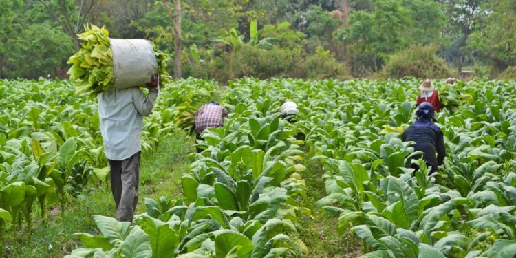 Commercialize GMOs - Farmers To Gov’t 3 harvest