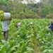 Commercialize GMOs - Farmers To Gov’t 11 harvest