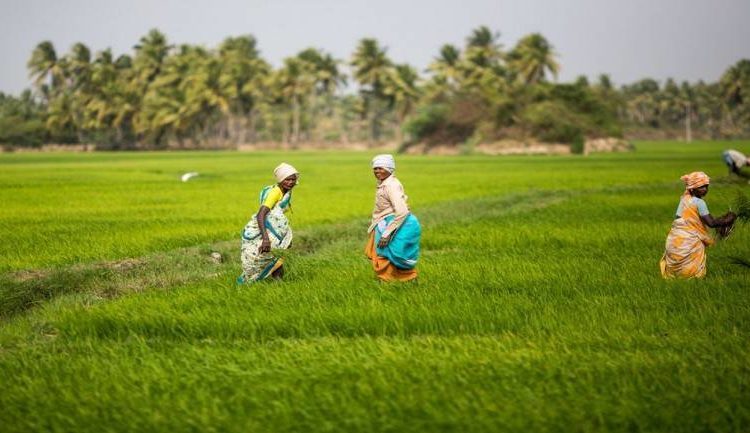 Gov’t Has Spent GH¢1.85 billion On Agriculture Over 3 Years – Finance Minister 1 land tenure