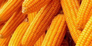 maize