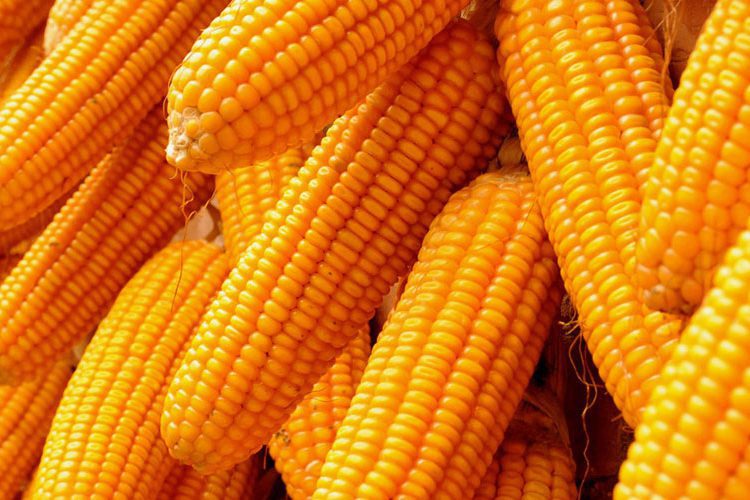 CSIR Supports Farmers Producing Highly Nutritious Crops For Local Consumption 1 maize