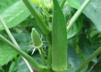 “We are really suffering”, Okro farmers at Atebubu lament over low patronage 2 nurserylive bhindi no 3 okra f1