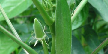 nurserylive bhindi no 3 okra f1