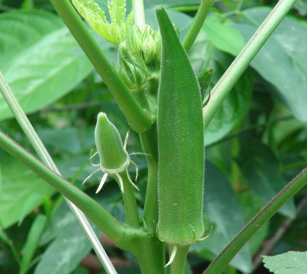“We are really suffering”, Okro farmers at Atebubu lament over low patronage 1 nurserylive bhindi no 3 okra f1