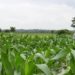 A Farm supported by the 2019 Agribooster Program 750x375 1