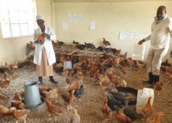 COVID-19: Kenyan classrooms turned into chicken coops