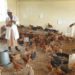 COVID-19: Kenyan classrooms turned into chicken coops 14 BBC