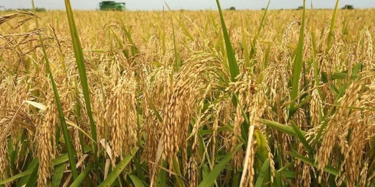 Drought Destroys 700 Acres of Rice Farms In Volta Region 1 Rice farms