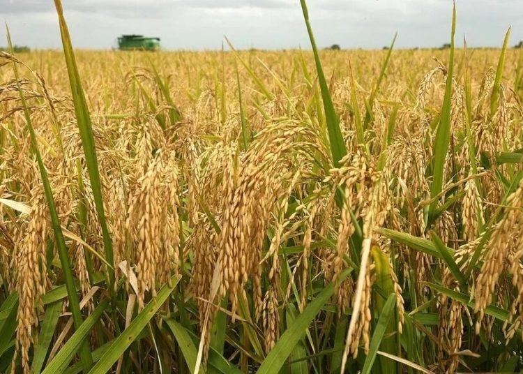 Rice farms