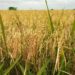 Drought Destroys 700 Acres of Rice Farms In Volta Region 12 Rice farms
