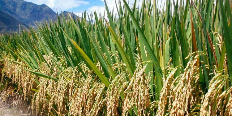 Farmers Lament Invasion Of ‘Wild rice’ 1 A rice farm