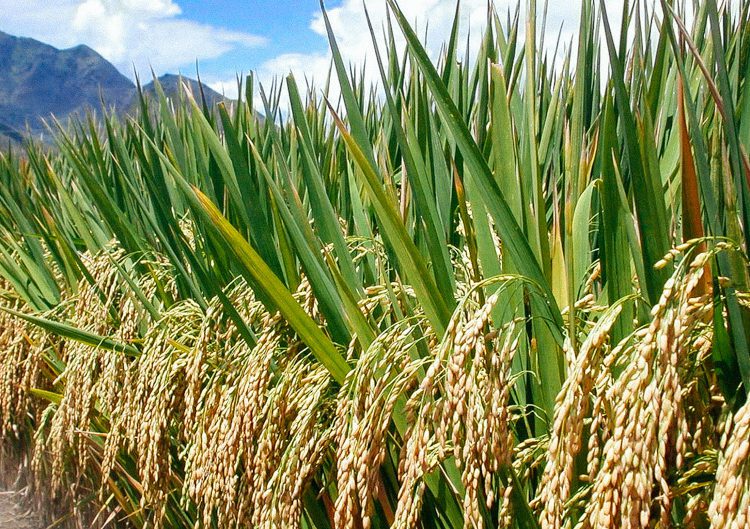 A rice farm