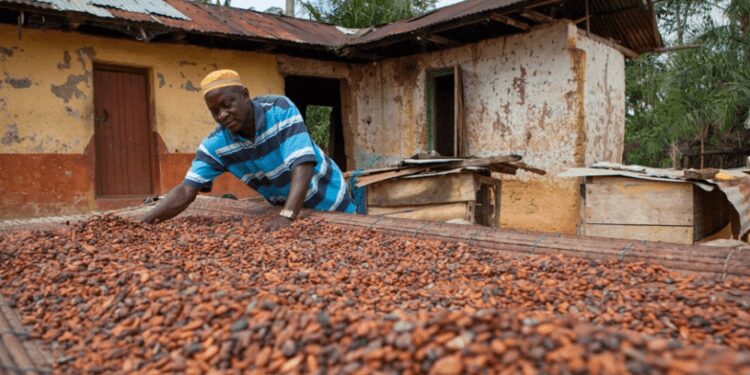 Ghana’s Cocoa Sector Loses $21m Annually Due To Cash Transactions – Report Reveals 1 A farmer drying cocoa