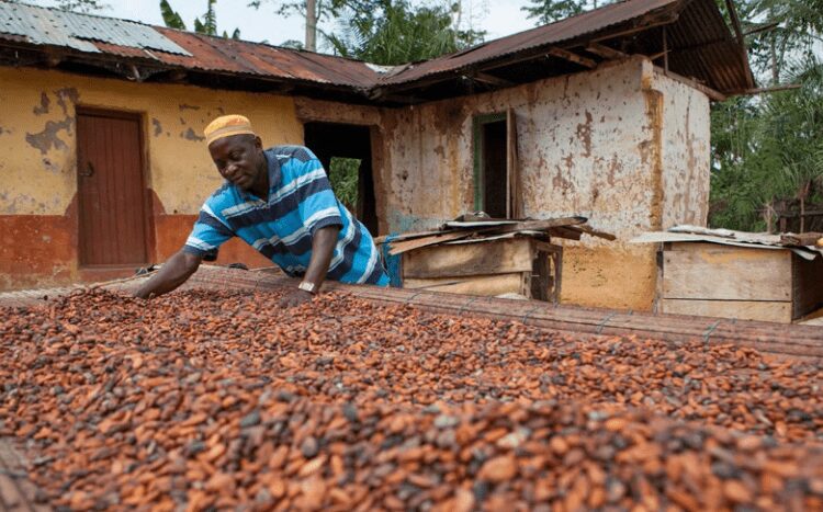 Ghana’s Cocoa Sector Loses $21m Annually Due To Cash Transactions – Report Reveals 1 A farmer drying cocoa