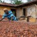 A farmer drying cocoa