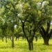 UNDP GH Forest