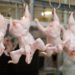 Poultry Farmers Urge Local Consumption As Brazil Allegedly Records COVID-19 In Poultry Products 12 chicken processing plant