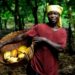 Farmers Association Calls On COCOBOD To Monitor Seedlings Distributed By Gov’t 10 cocoa farmer
