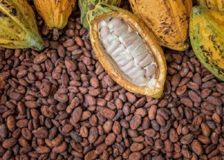 Cocoa Farmers In Ghana And Ivory Coast To Get Premium Pay In Upcoming Season 1 cocoa1