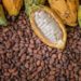 cocoa1