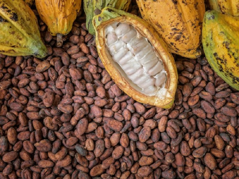 cocoa1